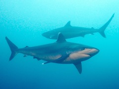 Carcharhinus albimarginatus