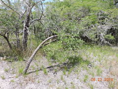 Erythroxylum confusum