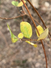 Cryptolepis delagoensis