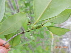 Erythroxylum confusum
