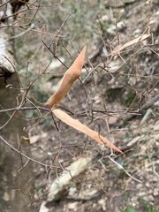 Cryptolepis delagoensis