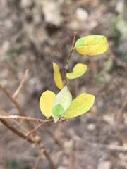 Cryptolepis delagoensis
