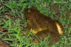 Hoplobatrachus tigerinus