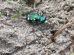 Cicindela patruela