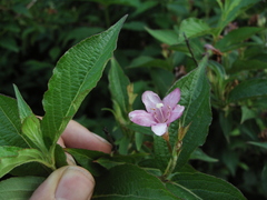 Weigela