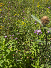 Centaurea × moncktonii