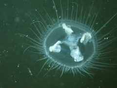 Craspedacusta sowerbii