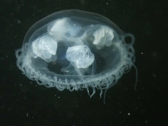 Craspedacusta sowerbii