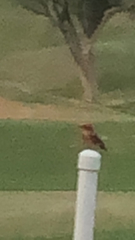 Pyrocephalus rubinus