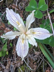 Iris purdyi