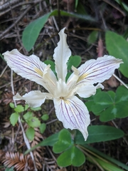 Iris purdyi