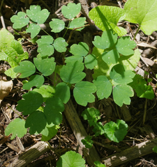 Thalictrum venulosum