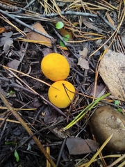 Lycoperdon flavotinctum