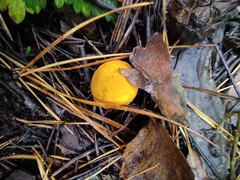 Lycoperdon flavotinctum