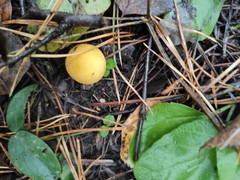 Lycoperdon flavotinctum