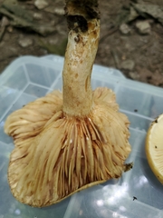 Lactarius croceus