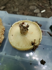 Lactarius croceus