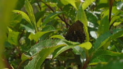 Papilionoidea