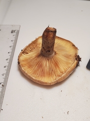 Lactarius croceus