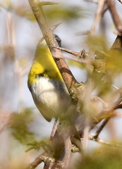 Apalis flavida neglecta