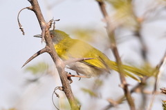 Apalis flavida neglecta