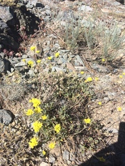Eriogonum congdonii