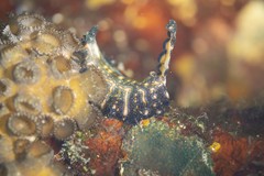 Pseudoceros agattiensis