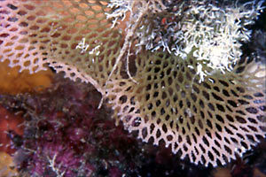 Representative image of Reteporella