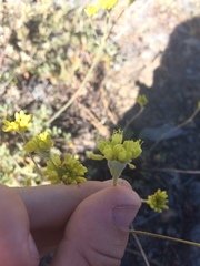 Eriogonum congdonii