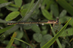 Enallagma durum