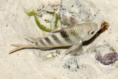 Abudefduf septemfasciatus