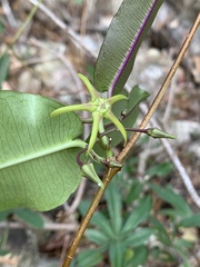 Ischnolepis natalensis