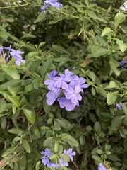 Plumbago auriculata