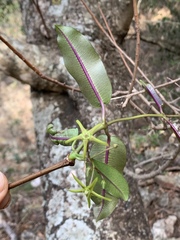 Ischnolepis natalensis