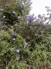 Plumbago auriculata