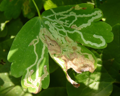 Phytomyza minuscula group