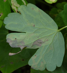 Phytomyza minuscula group