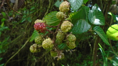 Rubus
