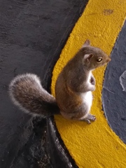 Sciurus carolinensis