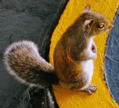 Sciurus carolinensis