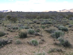 Cylindropuntia whipplei