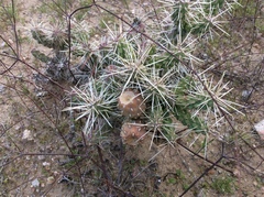 Cylindropuntia whipplei