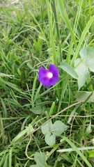 Ipomoea purpurea