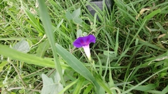 Ipomoea purpurea