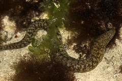 Richardson's Moray photo 4