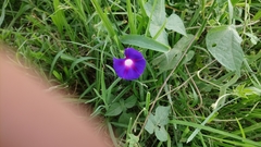 Ipomoea purpurea
