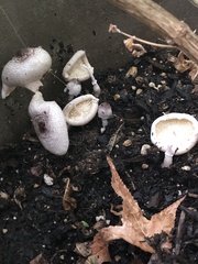 Leucocoprinus ianthinus