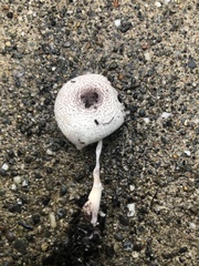 Leucocoprinus ianthinus