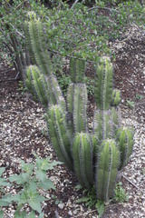 Myrtillocactus schenckii