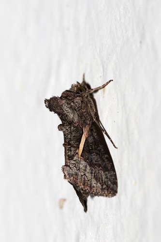 Streaked Plusia